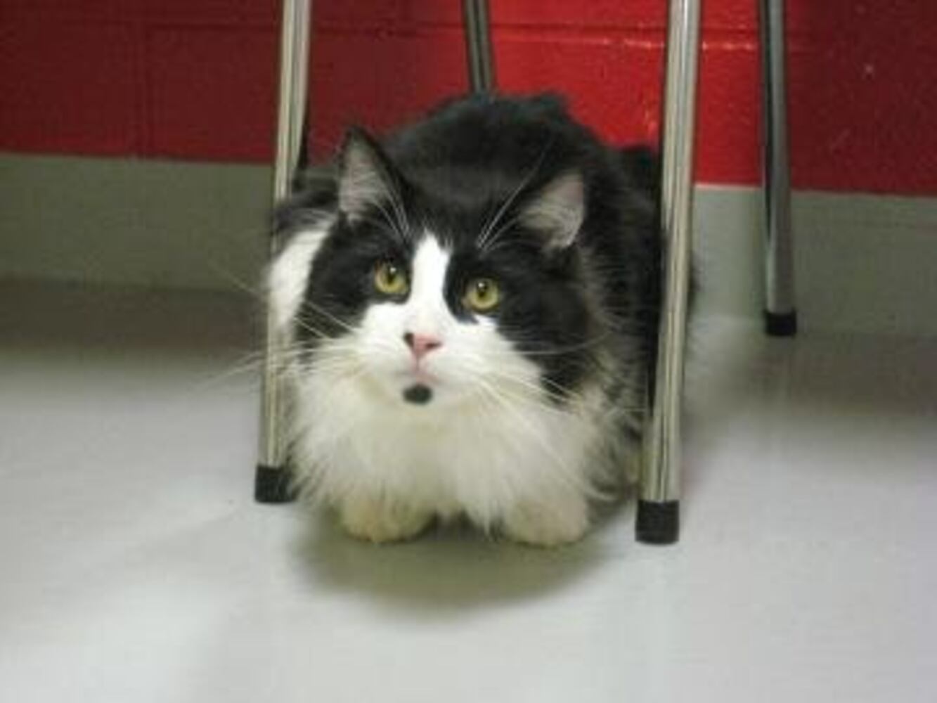 Help Atlanta's adoptable pets find a home: Mar. 24