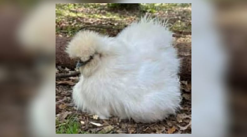 This chicken was reported stolen from a Lilburn home, according to police.