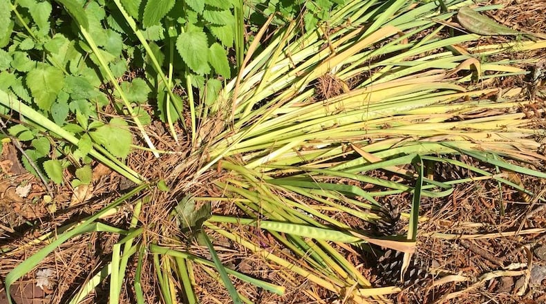 You can remove the leaves of daffodils and other spring bulbs after they turn yellow. CONTRIBUTED BY WALTER REEVES