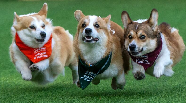 Corgis race during the Corgi Race Vilnius 2026 event in Vilnius, Lithuania, Saturday, Aug. 15, 2026. (AP Photo/Mindaugas Kulbis)