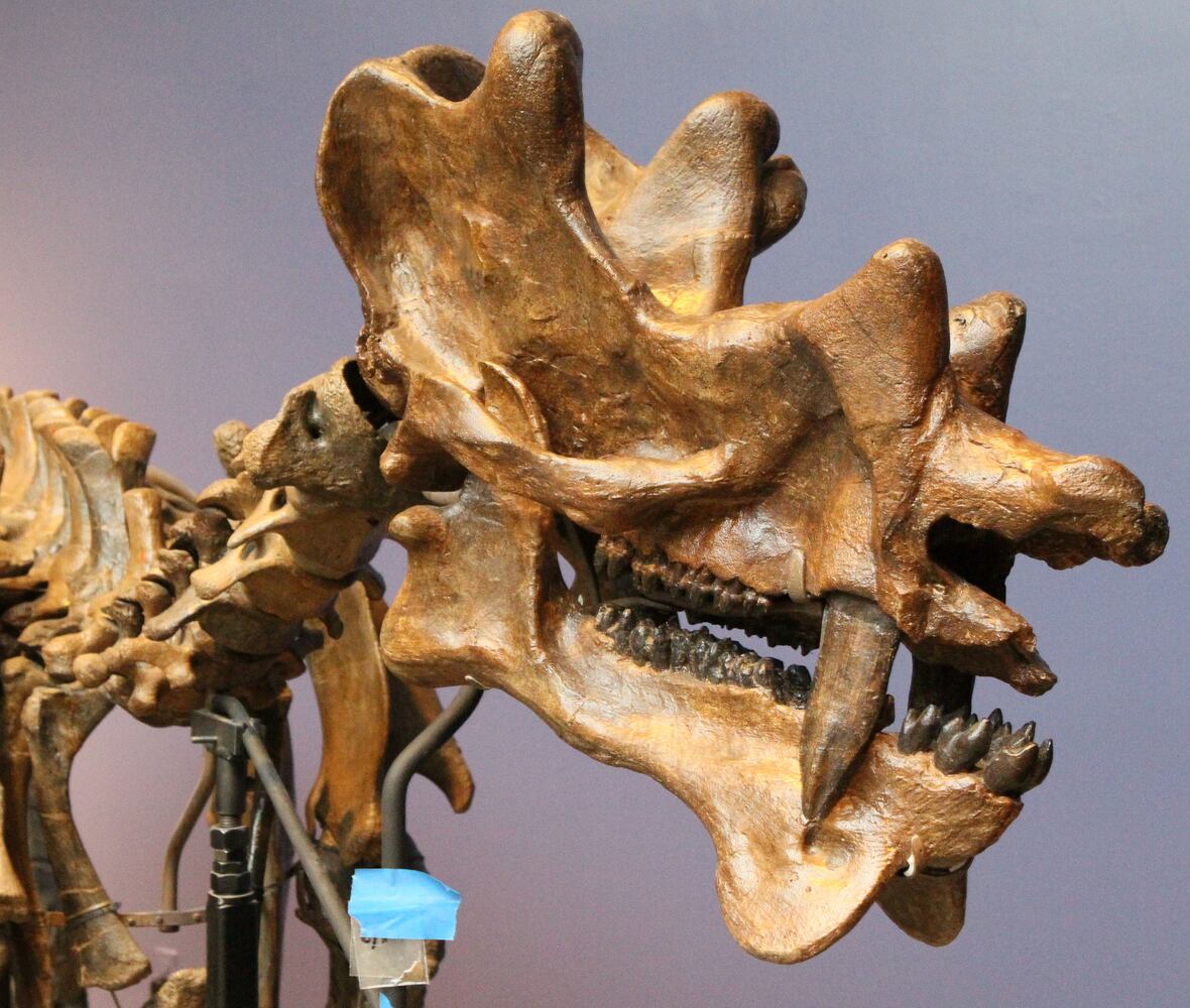 'Extreme Mammals' exhibit at Fernbank Museum