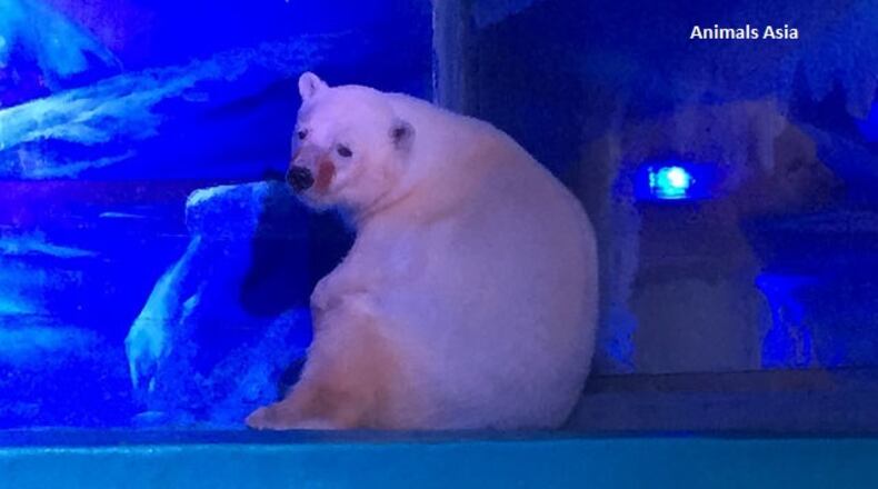 "The world's saddest polar bear"
