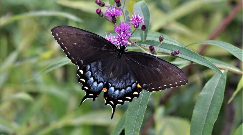 The Spicebush Swallowtail is just one of many you can enjoy at the Chattahoochee Nature Center Butterfly Encounter in Roswell. (Courtesy Chattahoochee Nature Center)