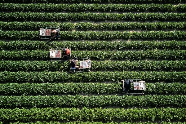 Harvest helpers harvest strawberries on a field in the outskirts of Frankfurt, Germany, Monday, June 30, 2025. (AP Photo/Michael Probst)