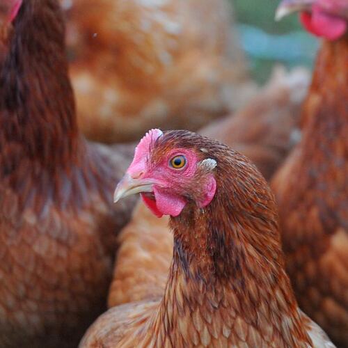 Another Georgia commercial poultry flock has tested positive for a contagious strain of bird flu that’s deadly to birds, state agriculture officials have announced. (AJC file photo)