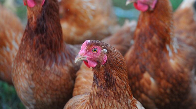 Chickens are shown in this file image. Georgia faced a pair of outbreaks of bird flu in January at commercial poultry facilities.