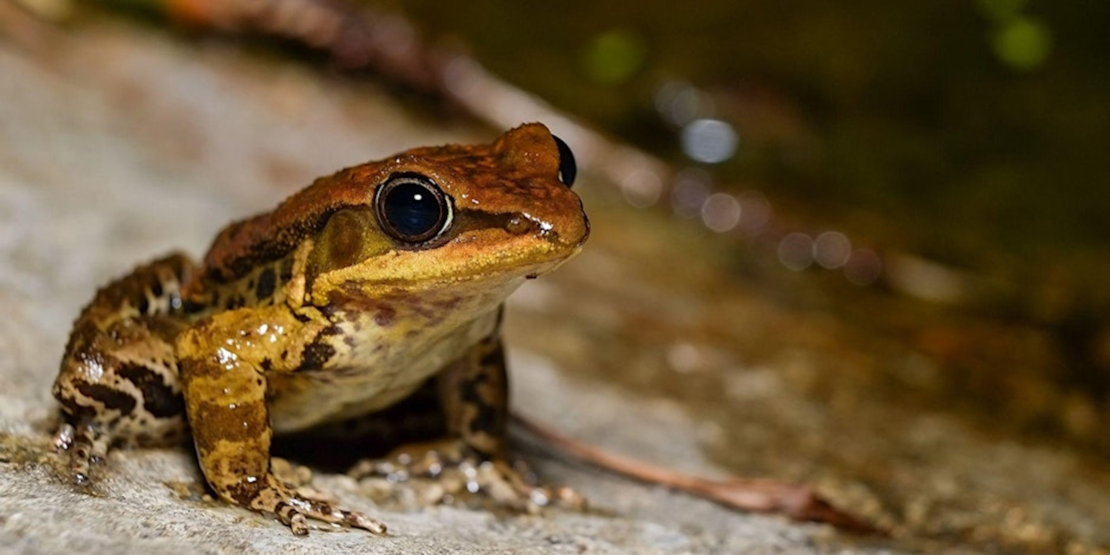 Take a ranger-led sunset hike at Arabia Mountain on Saturday to identify frogs and salamanders. (Courtesy of Arabia Mountain Heritage Area Alliance)