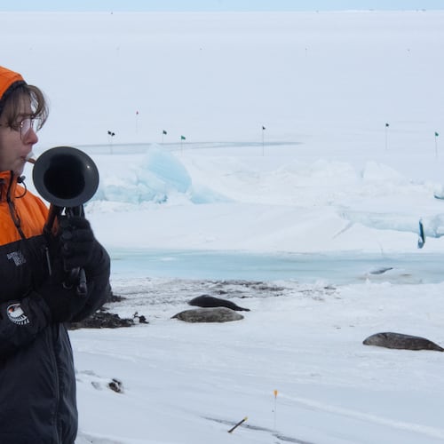 In this photo provided by Antarctica New Zealand, Natalie Paine plays a plastic French horn at Scott Base in Antarctica, on Nov. 16, 2025. (Anthony Powell/Antarctica New Zealand via AP)