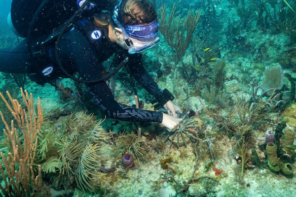This image provided by the University of Miami Rosenstiel School shows a diver planting a crossbred coral species from Honduras on Tuesday, July 1, 2025 off the coast of Miami to help Florida's coral reefs become more resilient to climate change. (University of Miami Rosenstiel School via AP)