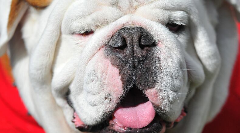 Uga IX, Russ, served as Georgia's mascot.