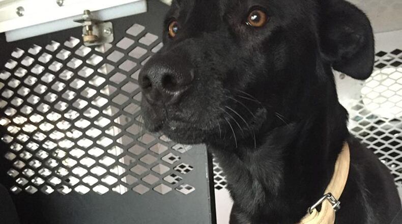 Saar, a Roswell police K9 diagnosed with severe allergies, will be retired to her handler. ROSWELL POLICE DEPARTMENT