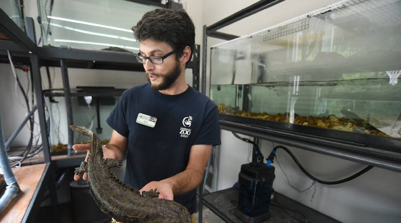 Herpetology keeper William Ternes holds a model of a hellbender at the Chattanooga Zoo. (Courtesy of Matt Hamilton/Chattanooga Times Free Press)