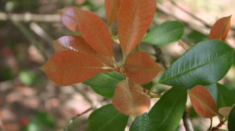 The young bronze/red foliage of red tip photinia can be very attractive. (Walter Reeves)