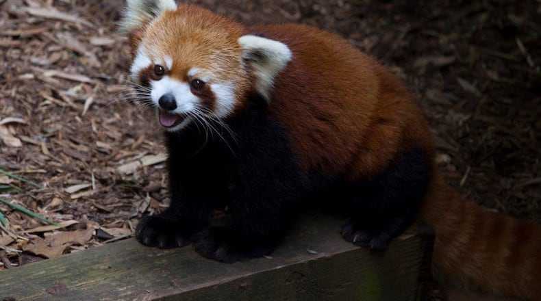 Idgie, the 14-year-old red panda at Zoo Atlanta, reached the end of her lifespan Thursday. CONTRIBUTED: ZOO ATLANTA