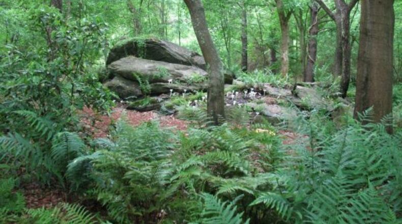 In addition to the Native Plant Botanical Garden, Ferns of the World Garden contains more species of ferns than any other garden in the U.S., possibly in the world. (Courtesy of Georgia State University Perimeter College)