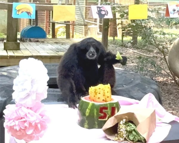 Noah’s Ark, a 121-acre nonprofit animal sanctuary in Locust Grove, celebrated Shawn-Shawn’s 50th birthday earlier this year, gifting the beloved primate hybrid a cake made of watermelon and pineapple. (Courtesy of Noah’s Ark Animal Sanctuary)