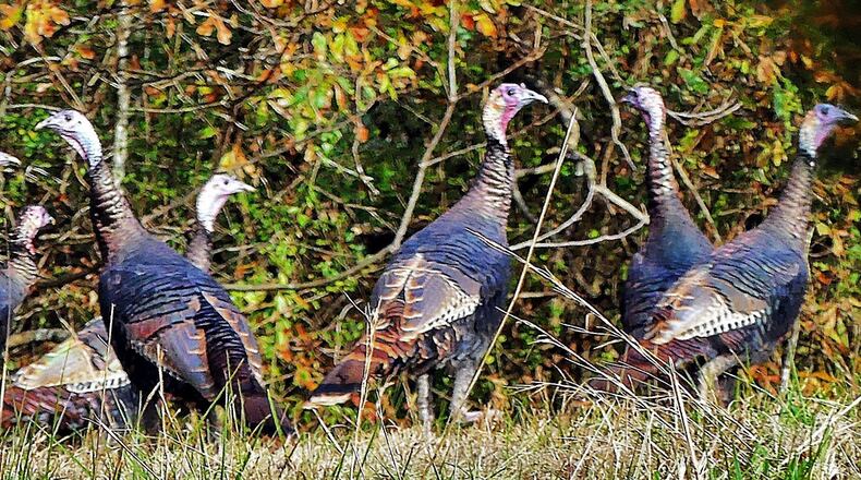 A flock of wild turkeys roams a field in Coweta County. Biologists are worried about an alarming decline of wild turkeys in Georgia and elsewhere in the nation. (Charles Seabrook for The Atlanta Journal-Constitution)
