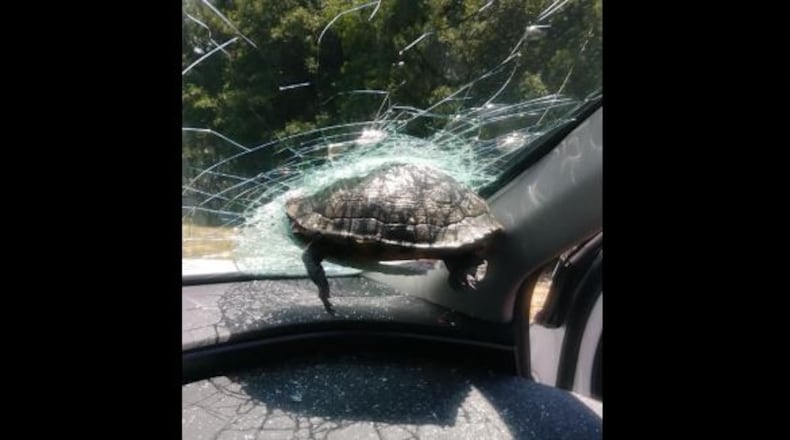 It’s not unusual for rocks and other debris to crash through a windshield and injure a driver or passenger — but a turtle? (actual turtle not pictured) (AJC file photo)