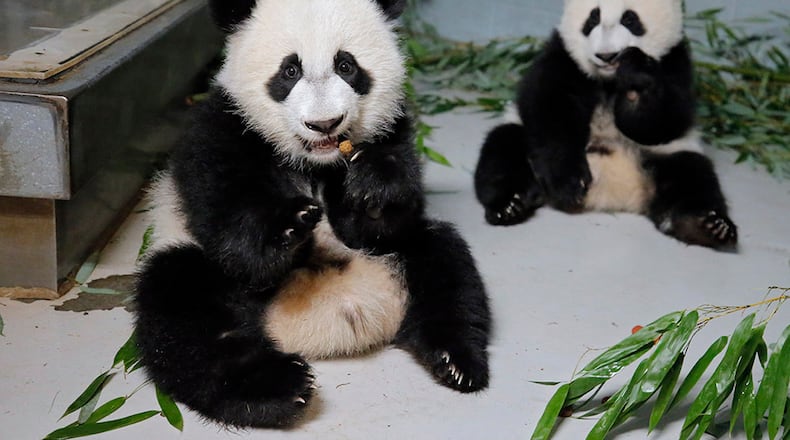 The panda twins, Ya Lun and Xi Lun, at Zoo Atlanta in July 2017.