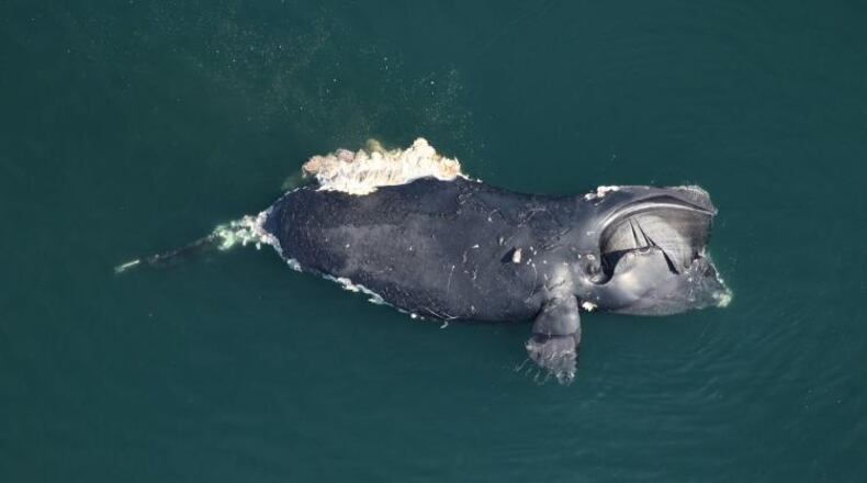 A dead female North Atlantic right whale, #1950, was found floating approximately 50 miles offshore east of Back Bay National Wildlife Refuge, Virginia. Credit: Clearwater Marine Aquarium Research Institute via NOAA
