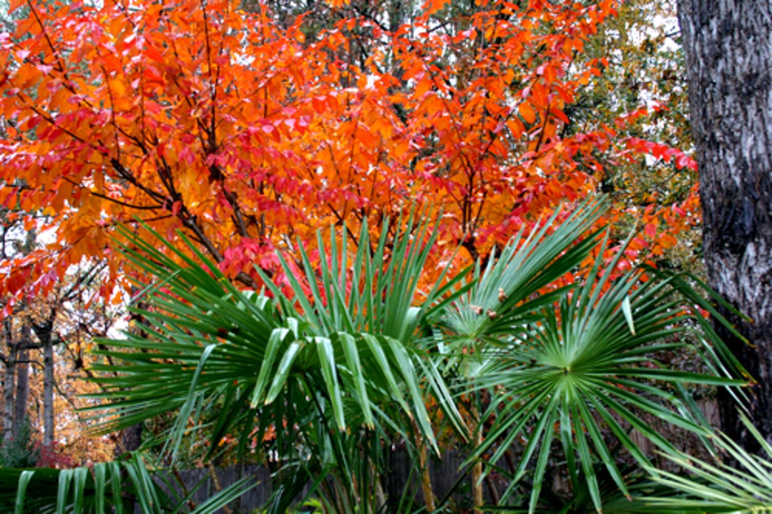 Palms for metro Atlanta gardens