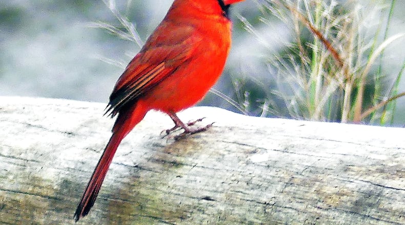 The bright red male Northern cardinal is one of the most popular images depicted in Christmas greeting cards.
(Charles Seabrook for The Atlanta Journal-Constitution)