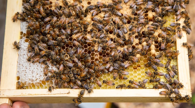 The Woodstock Parks and Recreation Department will offer a series of three classes on bee hive maintenance, beginning July 18. PHIL SKINNER FOR THE ATLANTA JOURNAL-CONSTITUTION