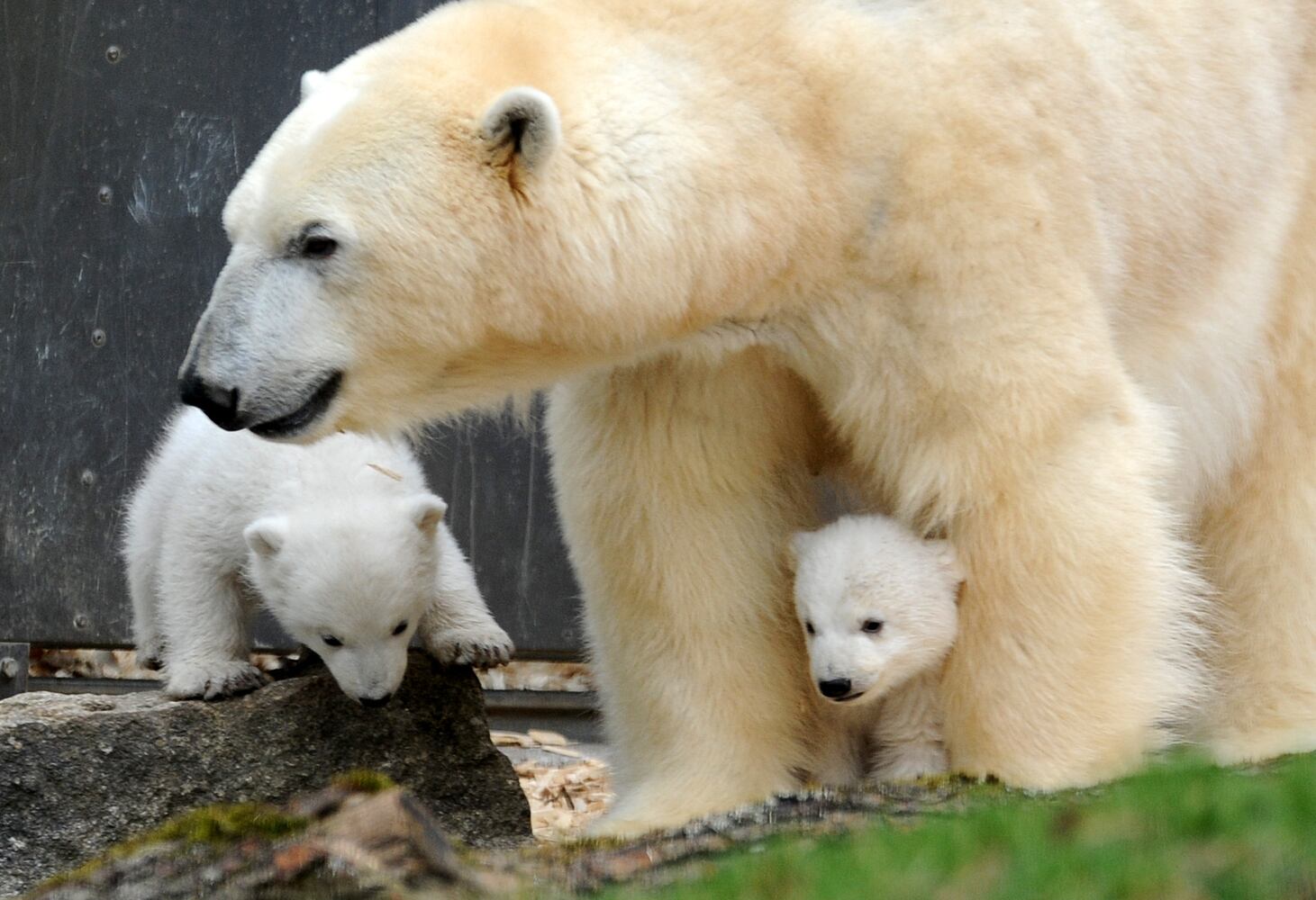 Baby zoo animals, March 2014