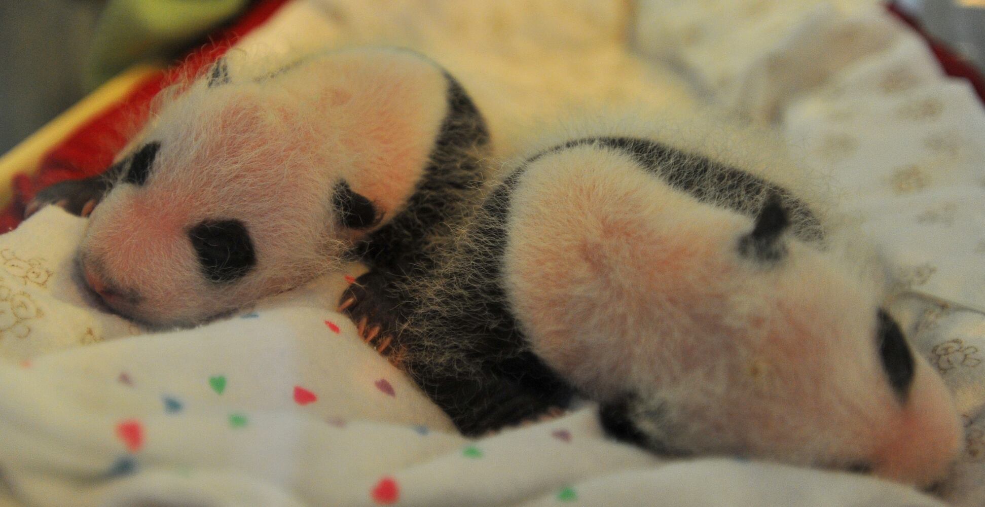 Panda cubs and zoo babies