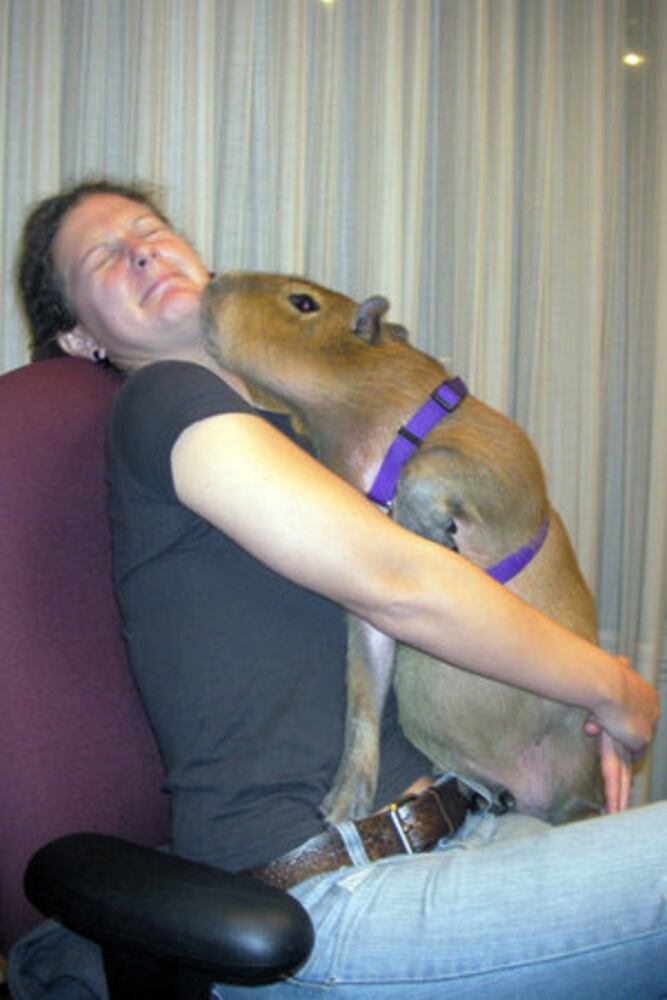 Giant rodent makes unusual pet