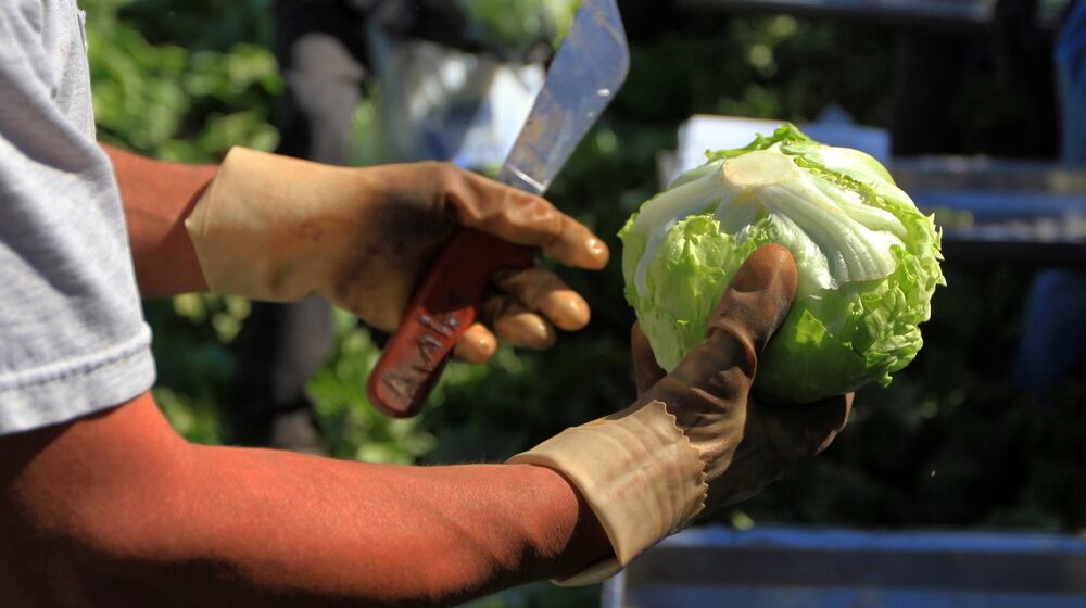 Iceberg lettuce is harvested at a farm near Yuma, Ariz., on March 6, 2012. A recent outbreak of cyclosporiasis has been linked to iceberg lettuce that Taylor Farms supplied to Taco Bell. (Nicole Bengiveno/The New York Times)