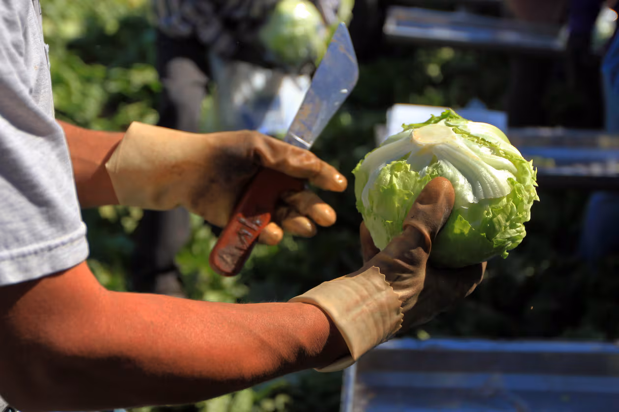 Iceberg lettuce is harvested at a farm near Yuma, Ariz., on March 6, 2012. A recent outbreak of cyclosporiasis has been linked to iceberg lettuce that Taylor Farms supplied to Taco Bell. (Nicole Bengiveno/The New York Times)