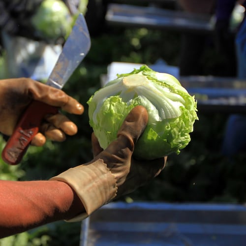 Iceberg lettuce is harvested at a farm near Yuma, Ariz., on March 6, 2012. A recent outbreak of cyclosporiasis has been linked to iceberg lettuce that Taylor Farms supplied to Taco Bell. (Nicole Bengiveno/The New York Times)