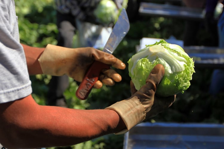 Iceberg lettuce is harvested at a farm near Yuma, Ariz., on March 6, 2012. A recent outbreak of cyclosporiasis has been linked to iceberg lettuce that Taylor Farms supplied to Taco Bell. (Nicole Bengiveno/The New York Times)