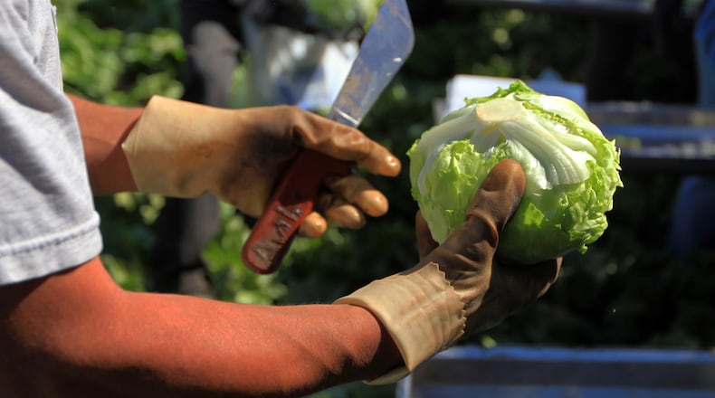Iceberg lettuce is harvested at a farm near Yuma, Ariz., on March 6, 2012. A recent outbreak of cyclosporiasis has been linked to iceberg lettuce that Taylor Farms supplied to Taco Bell. (Nicole Bengiveno/The New York Times)