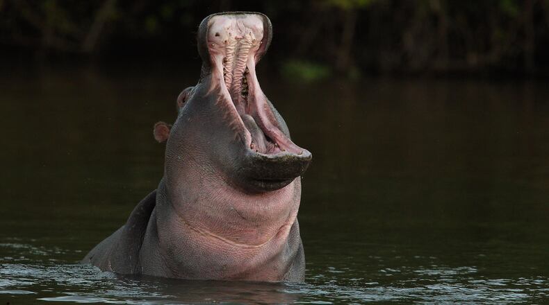 A hippo bit and killed a tourist from Taiwan on Saturday in Kenya.