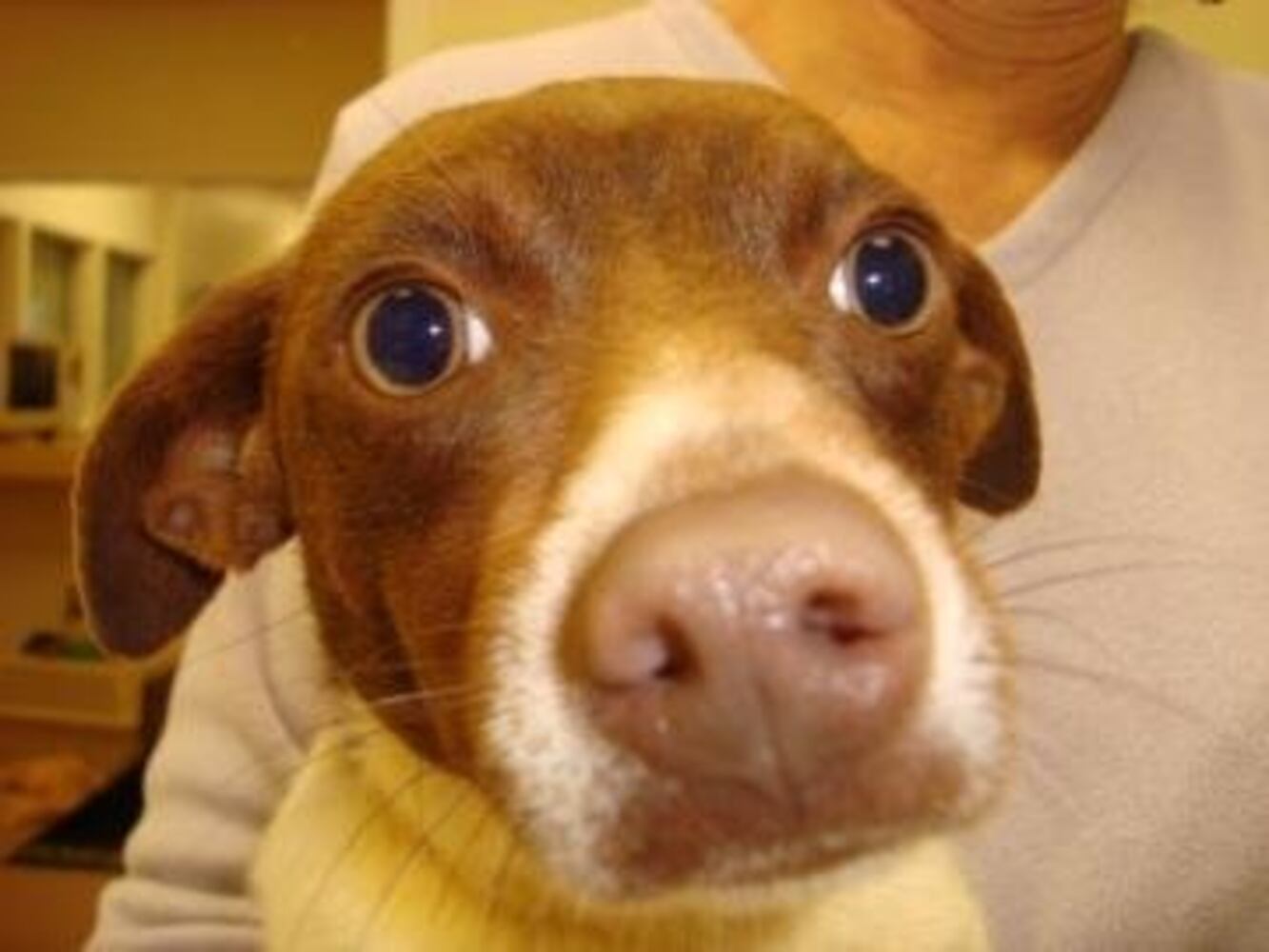 Help Atlanta's adoptable pets find a home: Apr. 16