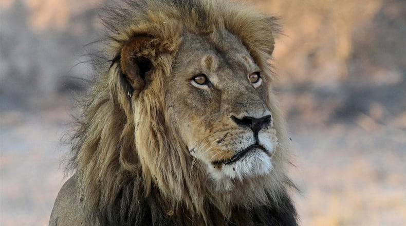 FILE -- in this Nov. 20, 2013 file photo Cecil the Lion rests near Kennedy One Water Point in Hwange National Park, Zimbabwe. The son of Cecil the lion has been shot dead in Zimbabwe, two years after his father's killing ignited international outrage. Now there's fresh outcry over the "trophy" hunting of a species whose numbers in the wild have plummeted. (AP Photo/Sean Herbert, File)