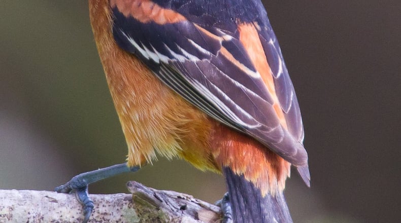 The Orchard oriole, which nests in Georgia during spring and summer, is one of the migratory birds that begin heading south as early as mid-July. Fall migration for most of Georgia’s migratory songbirds begins in late August and peaks in late September and early October. (Photo: Creative Commons/Wikipedia)