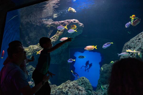 Visitors admire tropical fish and coral at Georgia Aquarium. (Courtesy of Addison-Hill)
