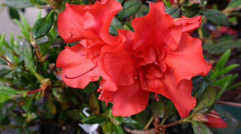 Reblooming azaleas can provide flowers for the entire growing season, not just in spring. CONTRIBUTED BY WALTER REEVES