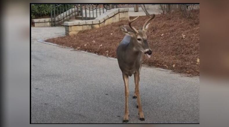 A deer was seen roaming near the dog park at Piedmont Park on Thursday. (Credit: Christopher Adams)