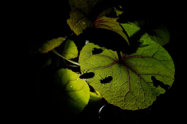 Periodical cicada nymphs and adults are silhouetted on the underside of a begonia plant after a heavy rain, Friday, May 16, 2025, in Cincinnati. (AP Photo/Carolyn Kaster)