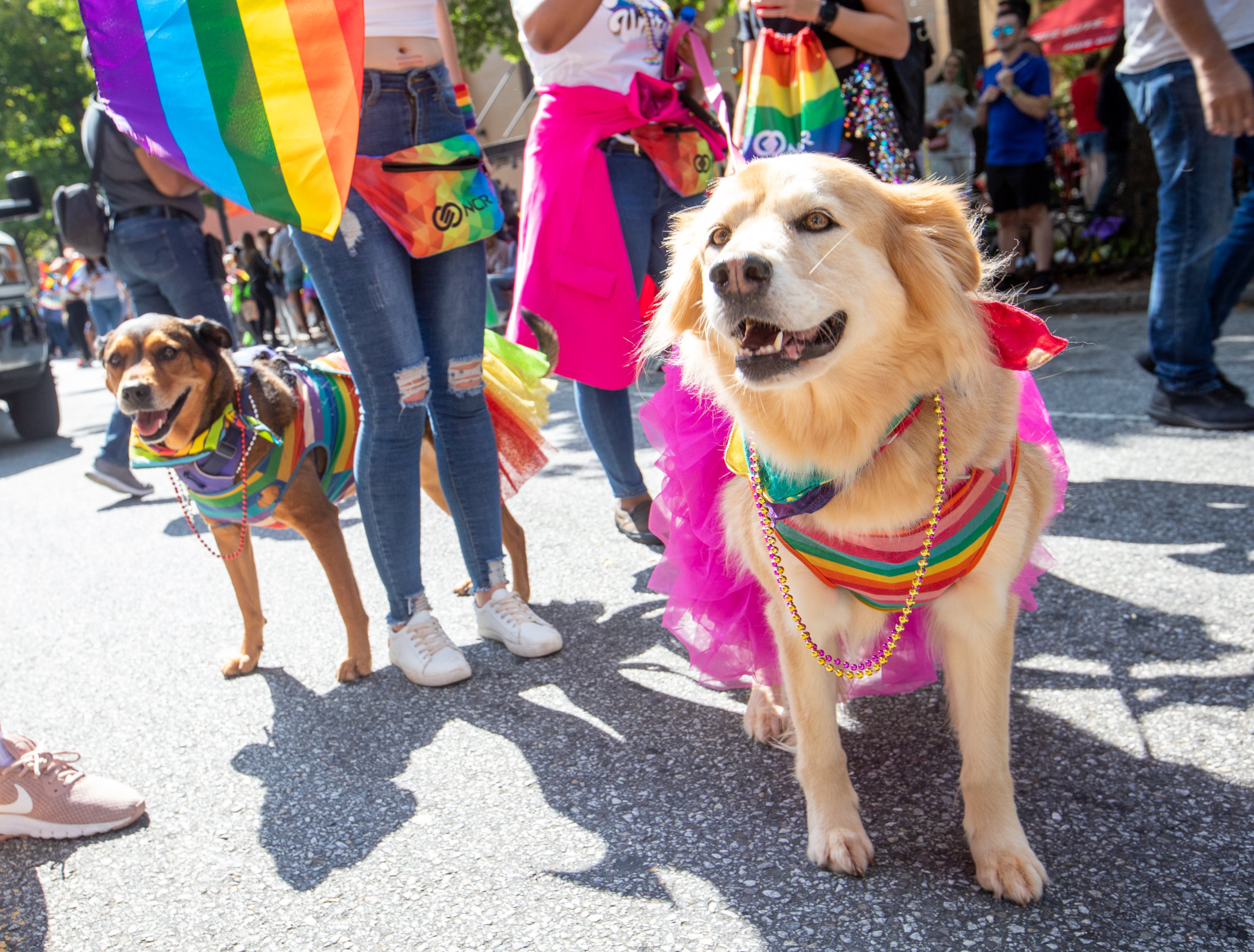 The Atlanta Pride Parade has room for Sandy and Rudy as the procession moves down Peachtree Street toward 10th Street before ending in Piedmont Park on Sunday, Oct. 9, 2022. (Photo: Jenni Girtman for The Atlanta Journal-Constitution)