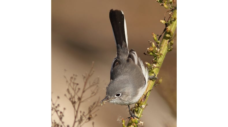 A blue-gray gnatcatcher gleans a spider from a branch. The gnatcatcher is one of Georgia's tiniest songbirds. (Courtesy of Andrew Johnson)