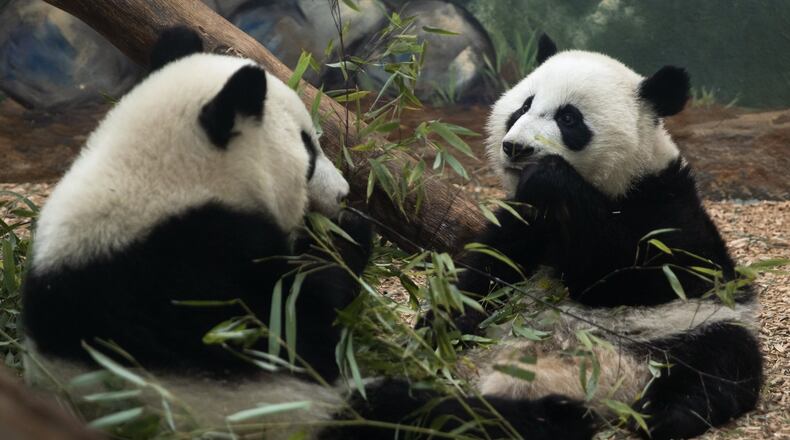 Ya Lun and Xi Lun are likely what most of metro Atlanta’s humans will look like in their homes Tuesday, considering so much will be closed due to a threat of winter weather.