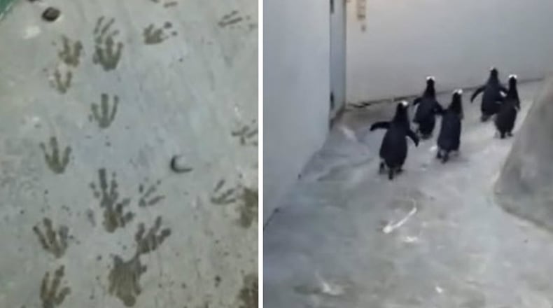 Photo credit: YouTube