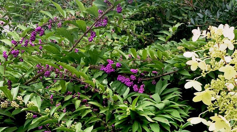 This Issai beautyberry native to Japan, Korea and China is growing at the Coastal Georgia Botanical Gardens with Chantilly Lace hydrangeas. (Norman Winter)