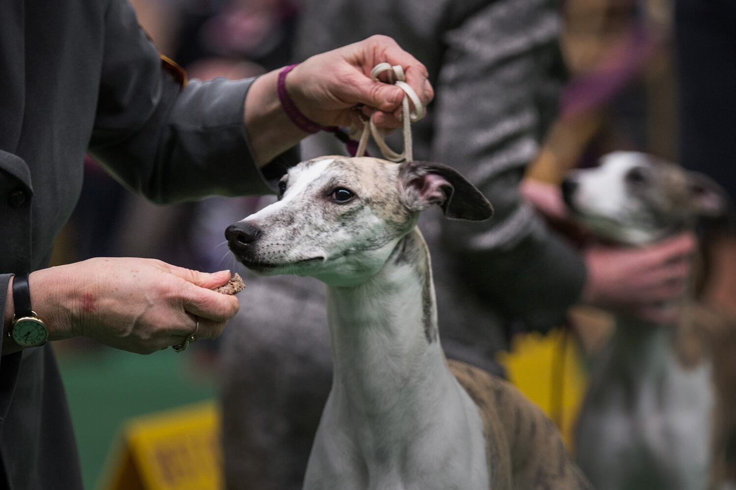 Whippets
