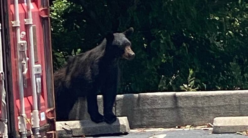 A Norcross resident saw a bear at the intersection of South Peachtree Street and Jimmy Carter Boulevard on Wednesday afternoon. (Courtesy of Norcross Police Department)